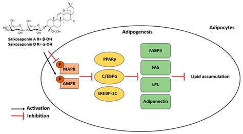 Ijms Free Full Text Saikosaponin A And D Inhibit Adipogenesis Via