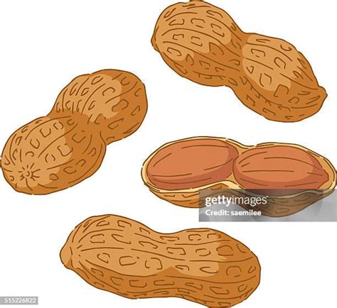 171 Peanut Plant Drawing Stock Photos High Res Pictures And Images