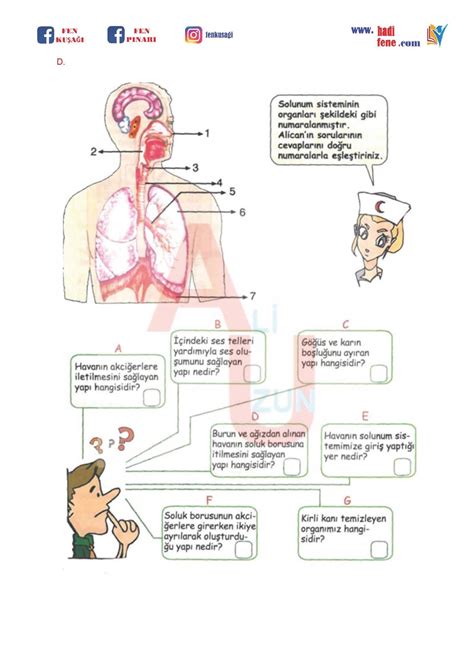 Sinif N Te Solunum S Stem Hadi Fene Fen E Itim Merkezi