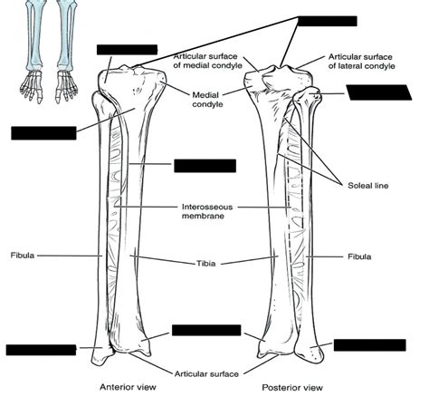 Anatomy Tibia And Fibula Diagram Diagram Quizlet