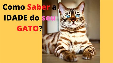 Como Saber A Idade Do Seu Gato Youtube