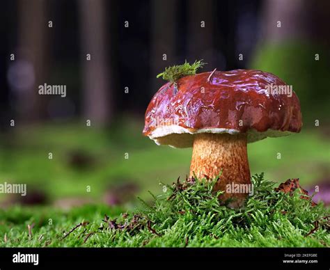 Imleria Badia Or Edible Bay Bolete In Green Moss In The Forest