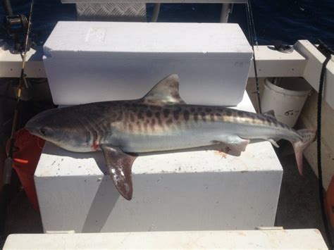 Yesterdays Tiger Shark Fishing Fishing Wa