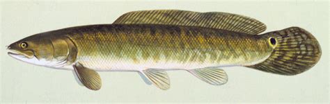 Bowfin - Alchetron, The Free Social Encyclopedia