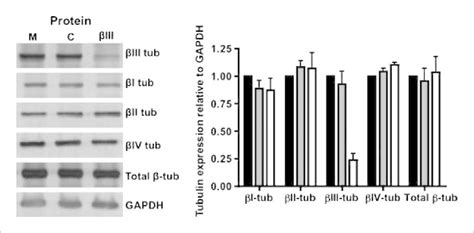 Expression Of Tubulin Isotypes In Sirna Transfected H