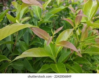 Syzygium Polyanthum Leaves Tropical Nature Kalimantan Stock Photo 2242006849 | Shutterstock