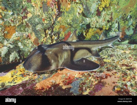 Port Jackson Shark Heterodontus Portusjacksoni Australia K Aitken V W