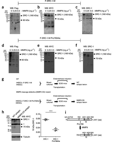 Mmp Directly Cleaved Human Src At P M In Vitro And In Vivo