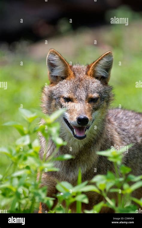 Canis Aureus Golden Jackal Hi Res Stock Photography And Images Alamy