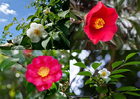 gardenstory