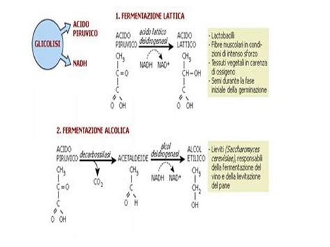 Appunti di Enologia: Batteri lattici e acetici