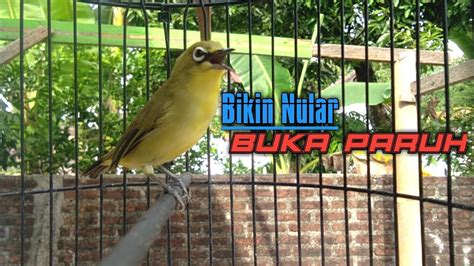 Pancingan Pleci Agar Buka Paruh Youtube