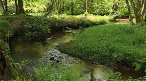 Bakgrundsbilder landskap träd vatten natur skog bäck träsk