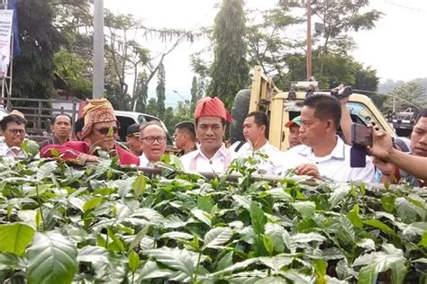 Kementan Sebar 700 Ribu Bibit Kopi Di Toraja Jawa Pos