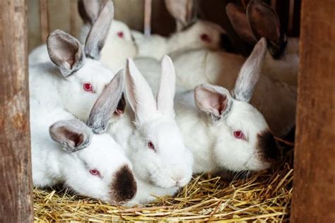 How To Start Rabbit Farming In Mexico Key Rules Business Plan