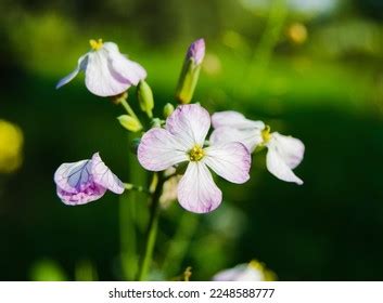 11,695 Flowers Radish Images, Stock Photos & Vectors | Shutterstock