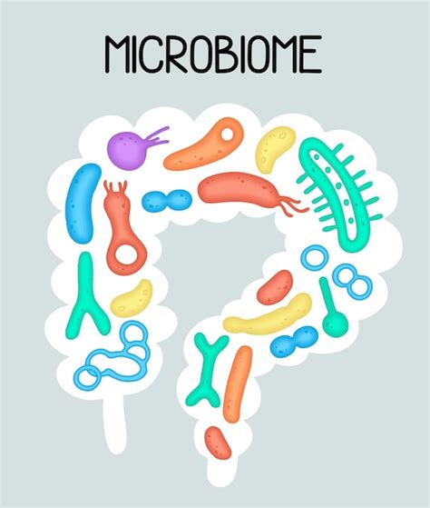 Ilustraci N De Microbioma Humano Con Intestinos Y Bacterias Imagen