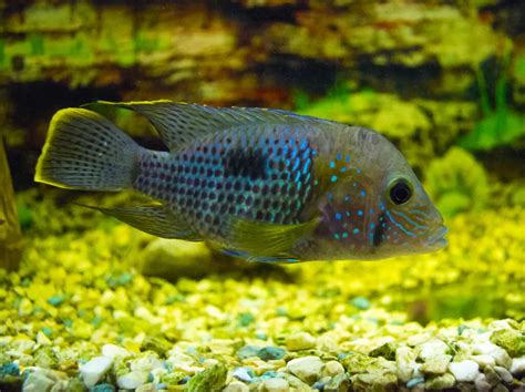 Electric Blue Acara A Complete Care Guide