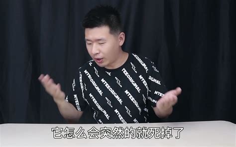 养的宠物鸡莫名其妙暴毙了，太可怜了，这是为什么呢哔哩哔哩bilibili