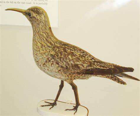 Extinct Eskimo Northern Curlew Glossy Poster Picture Photo Print Banner