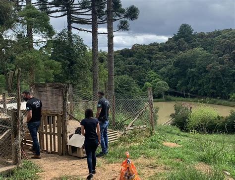 80 cães são resgatados de chácara de protetora em Quatro Barras