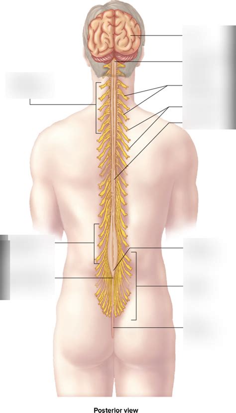 Spinal Cord Diagram Quizlet