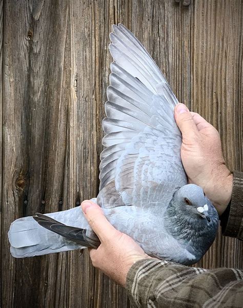 Recessive Opal Racing Pigeon Collection Racing Pigeons Pigeon