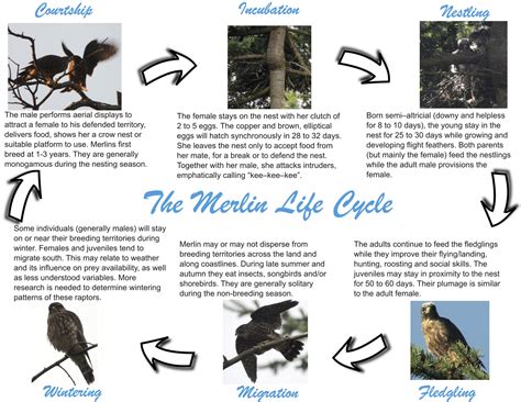 Falcon Images: Life Cycle Peregrine Falcon Facts