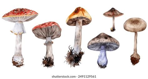 Inedible Mushrooms Black White Vector Illustration Stock Vector