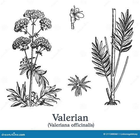 Valerian Vector Hand Drawn Plant Vintage Medicinal Plant Sketch