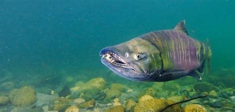 A Fish That Is Standing In The Water Near Some Rocks And Gravel With