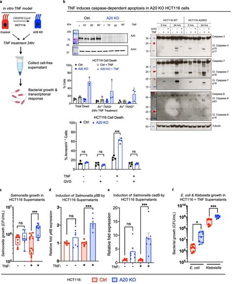 TNF-induced death in A20 deficient cells a, Schematic of the in vitro ... 