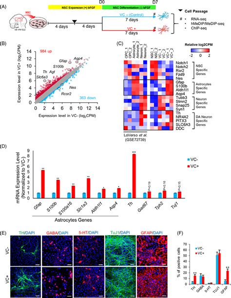 Vitamin C Vc Enhances Neural Stemprecursor Cell Nsc Download