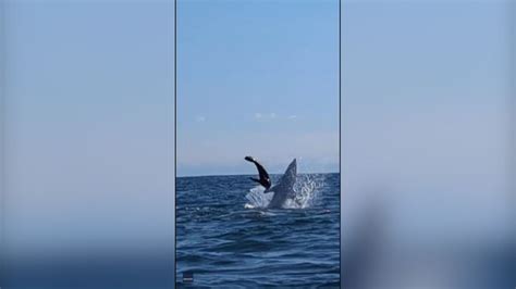 Watch Fisherman Films Footage Of Shark Hunting Seal That Nearly