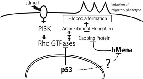 Schematic Model Showing The Roles Of P53 And Hmena In Migratory Download Scientific Diagram