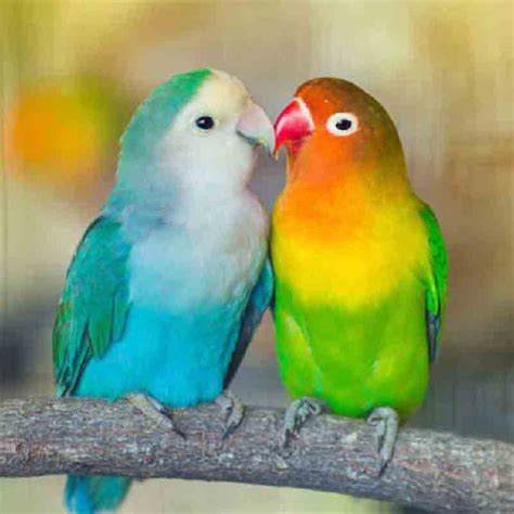 Love Birds - Male or Female