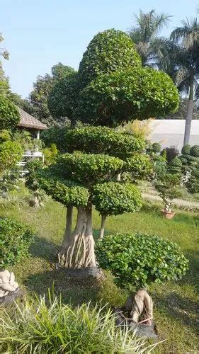 Green Full Sun Exposure Ficus Topiary Plant For Garden At Rs 120000