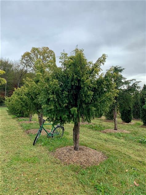 Taxus Baccata Dovastonii Aurea Nr Gelbe Adlerschwingen Eibe