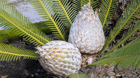 How To Plant Grow And Care For Dioon Edule