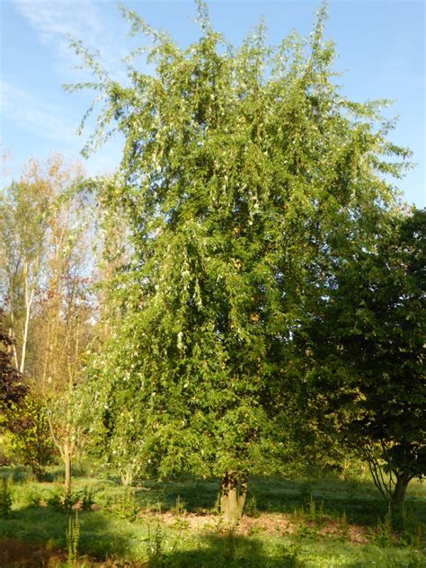 Acer Saccharinum Laciniatum Wieri Acer Saccharinum Laciniatum