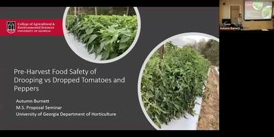 Autumn Burnett Pre Harvest Food Safety Tomatoes Peppers University