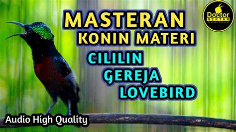 MASTERAN KONIN GACOR FULL ISIAN TEMBAKAN CILILIN GEREJA LOVEBIRD COCOK