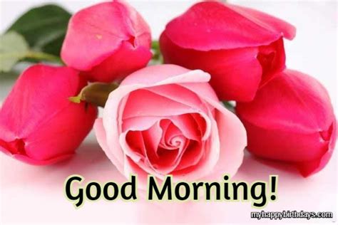 Rose Flower Good Morning Quotes Best Flower Site