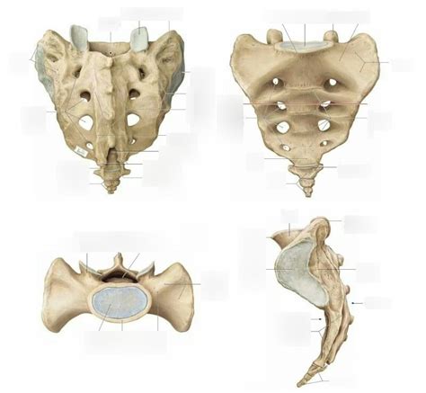 DAA Lab 2 Sacrum And Coccyx Diagram Quizlet