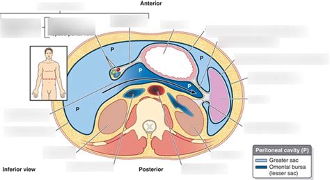 Peritoneum And Peritoneal Cavity Diagram Quizlet