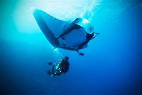 15 Manta Ray Facts That Answer Everything You Wonder About Them