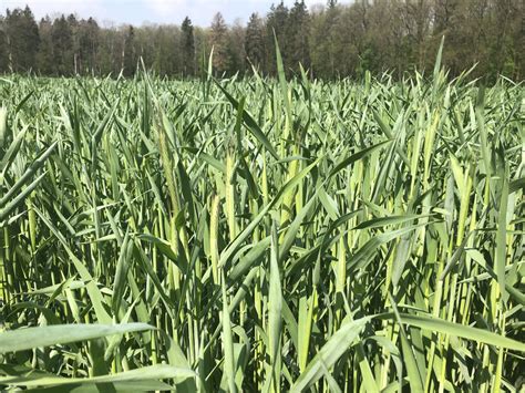 Winter rye silage. How to produce good quality winter rye silage ...