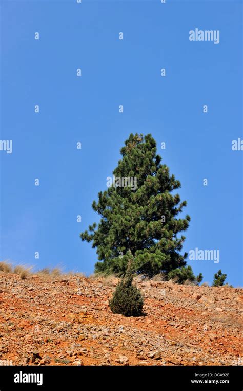 Pine Trees On A Rocky Ridge Near Drummond Montana Usa Stock Photo Alamy