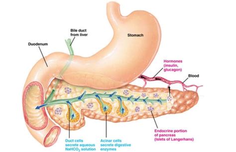 Pancreas Diagram Quizlet