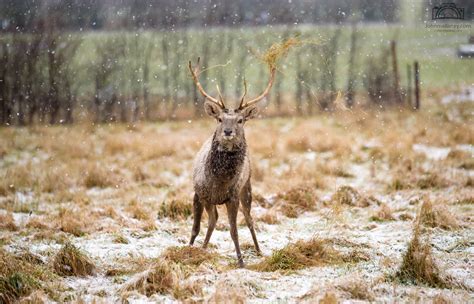 Bactrian Deer John Mallaney